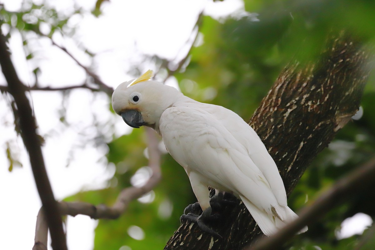 corella/white cockatoo sp. - Charles Bokman