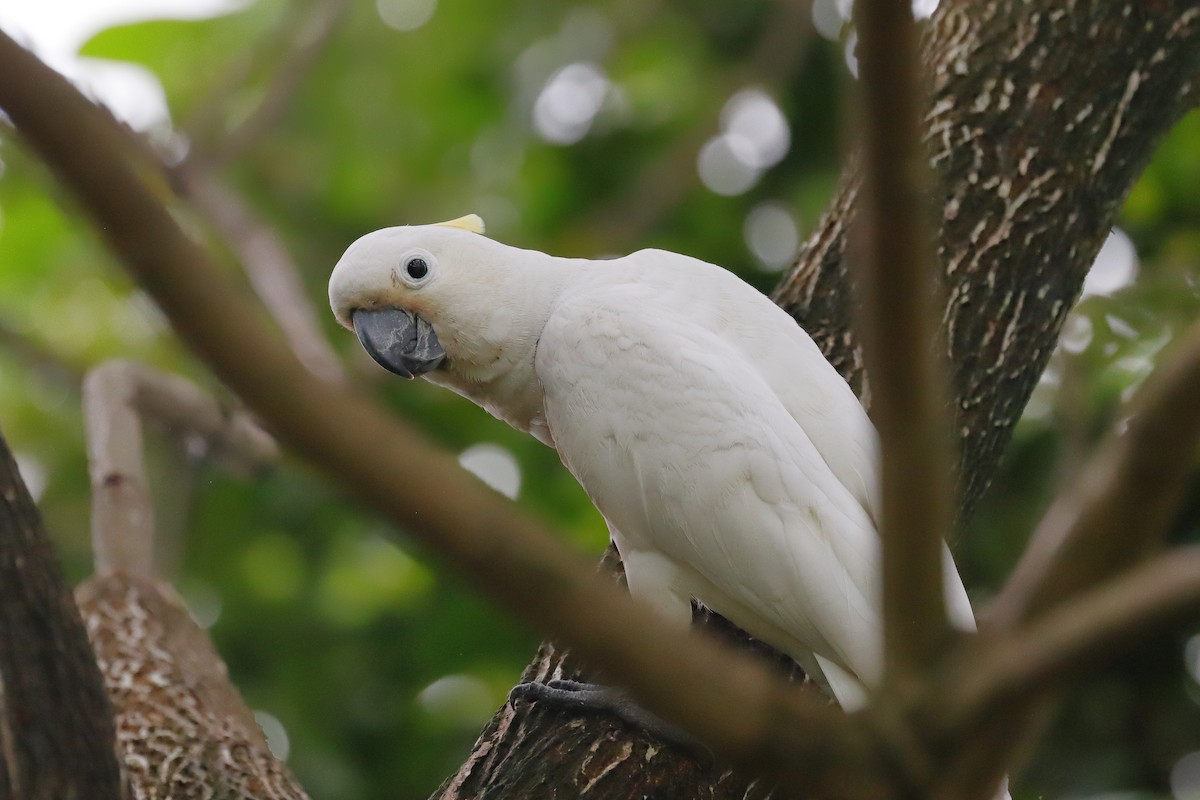 corella/white cockatoo sp. - Charles Bokman