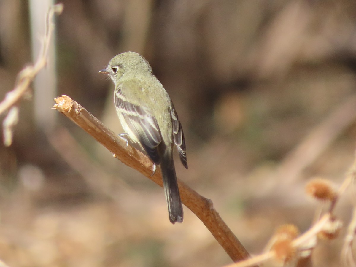 Dusky Flycatcher - ML297290981