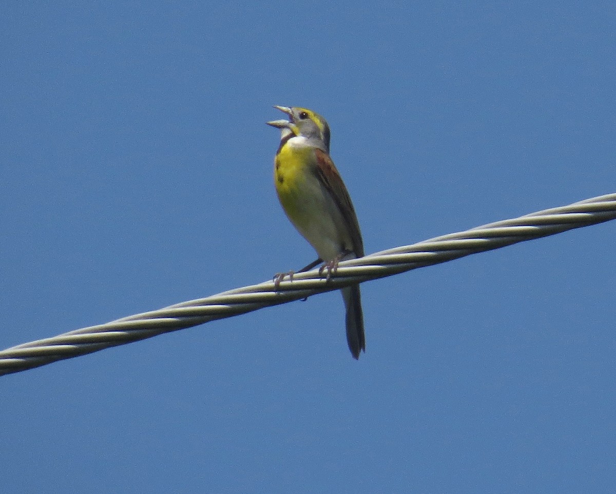 Dickcissel - ML29729271