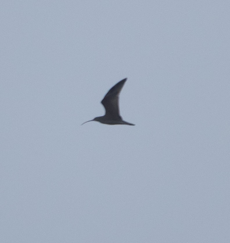 Long-billed Curlew - ML297293351