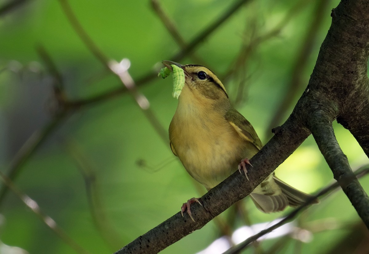 Worm-eating Warbler - ML29729431