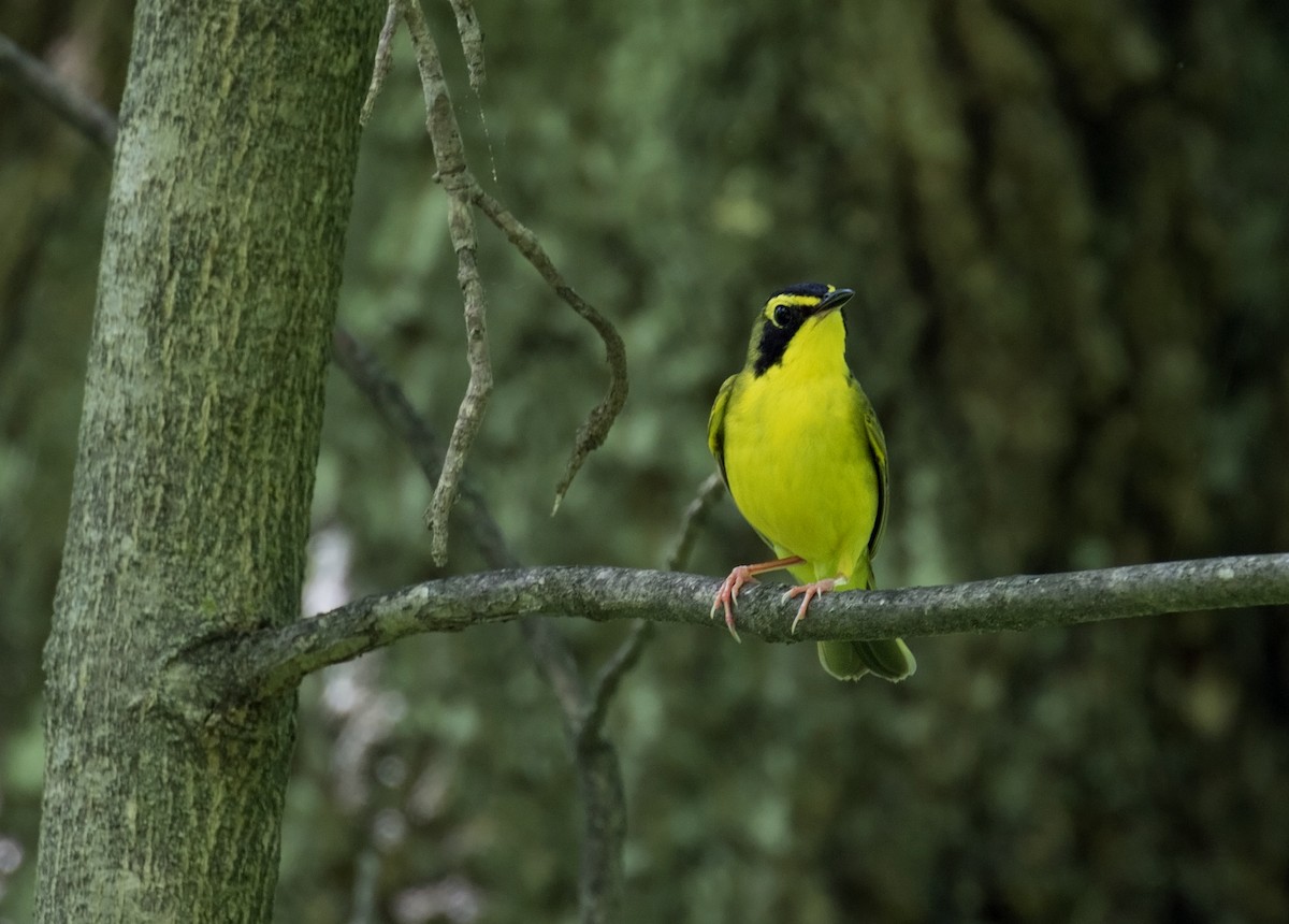 Kentucky Warbler - ML29729451
