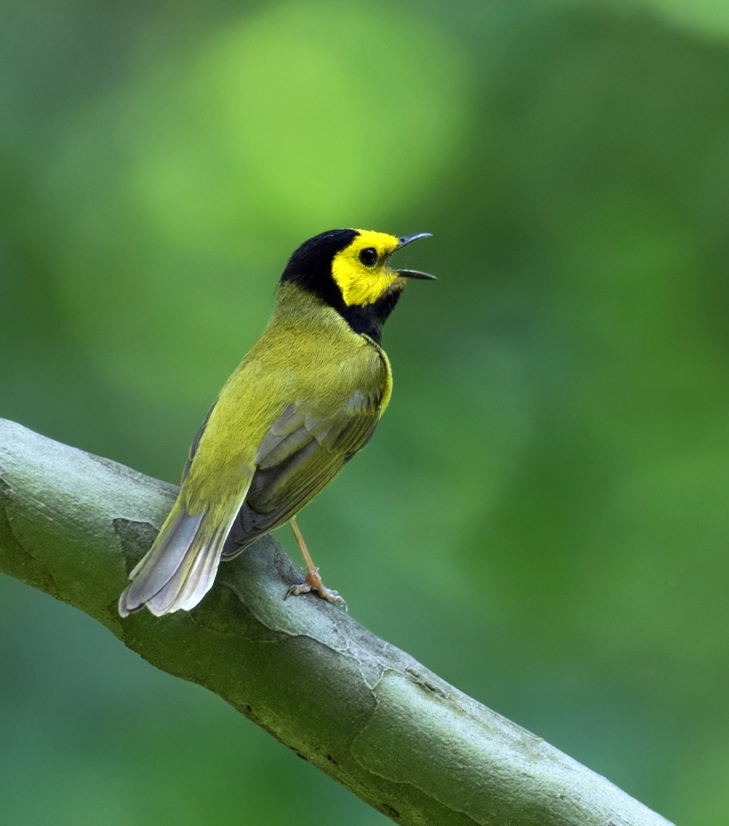 Hooded Warbler - ML29729471