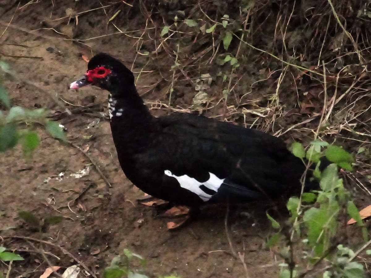 Muscovy Duck (Domestic type) - ML297294951