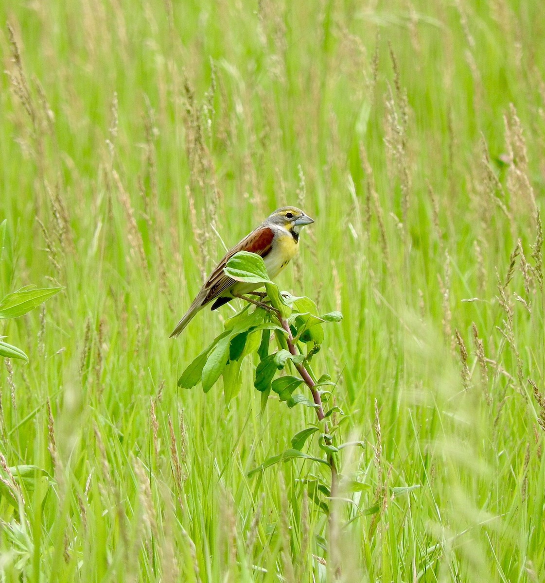 Dickcissel - ML29729501