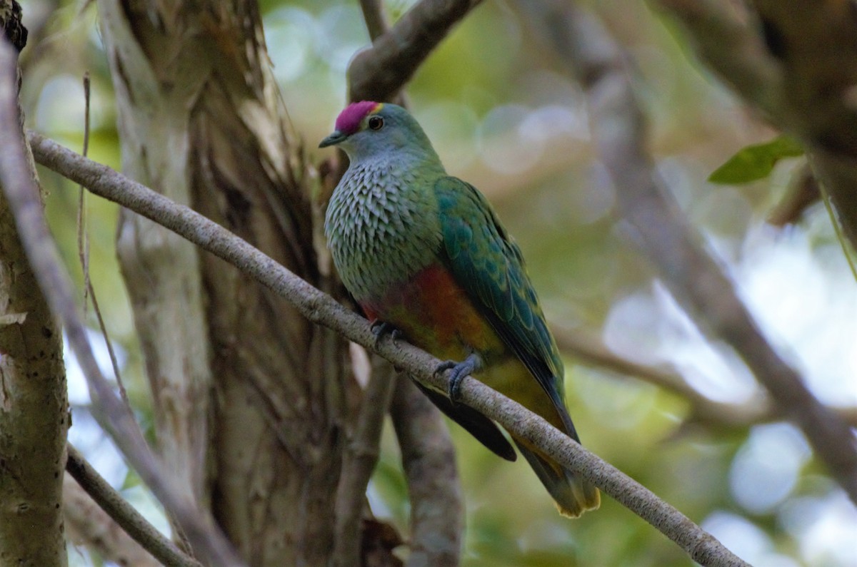 Rose-crowned Fruit-Dove - ML297295621