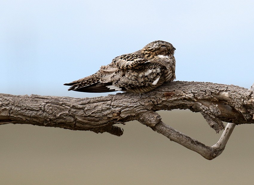 Common Nighthawk - Alan Versaw
