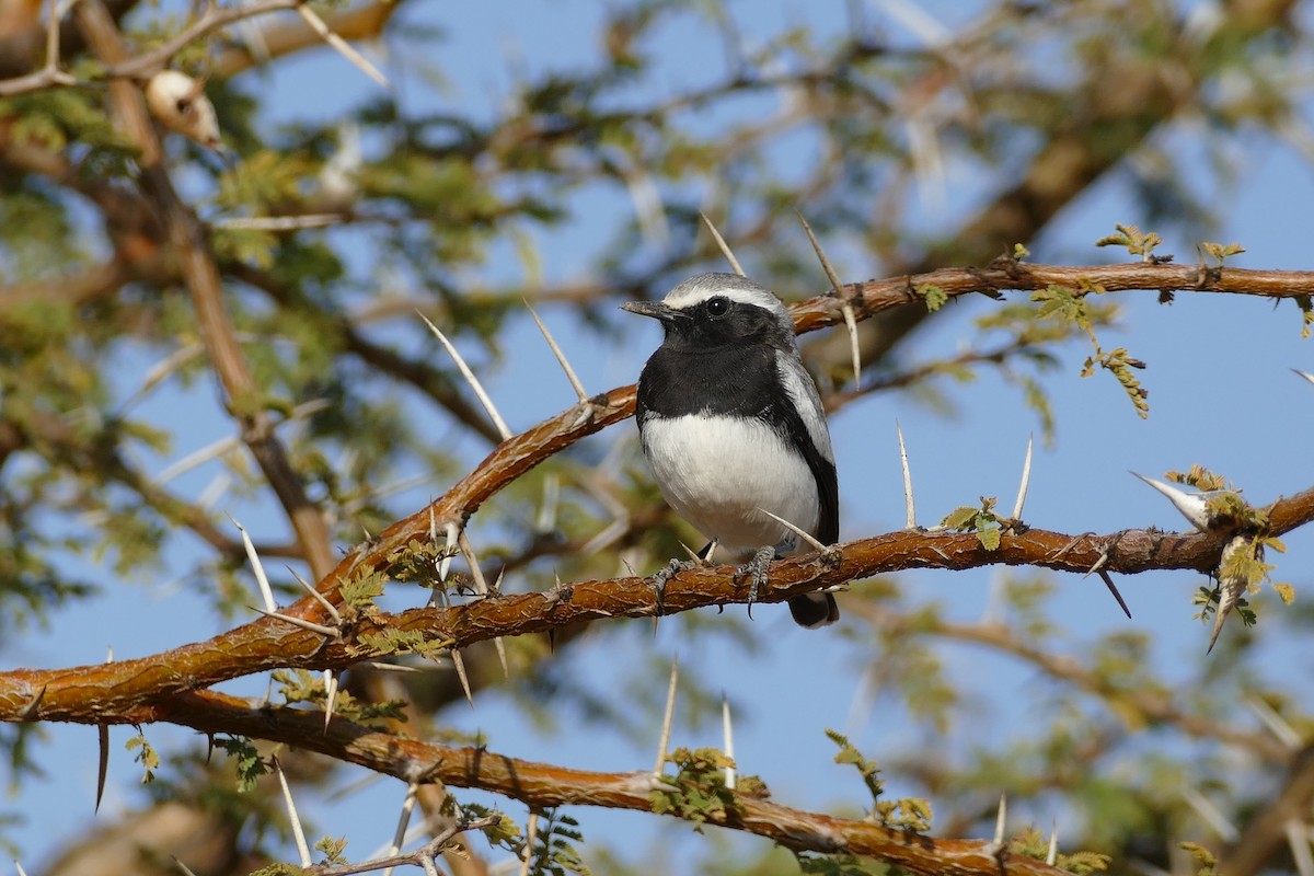 Somali Wheatear - ML297298241