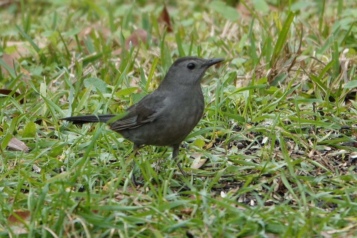 Gray Catbird - ML297300361