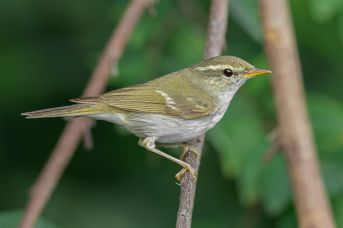 Two-barred Warbler - Natthaphat Chotjuckdikul