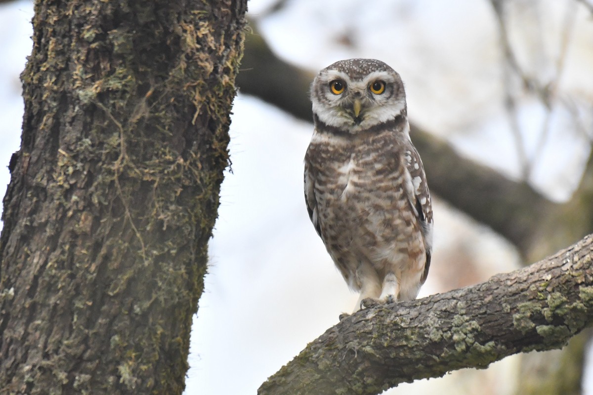 Spotted Owlet - ML297307801
