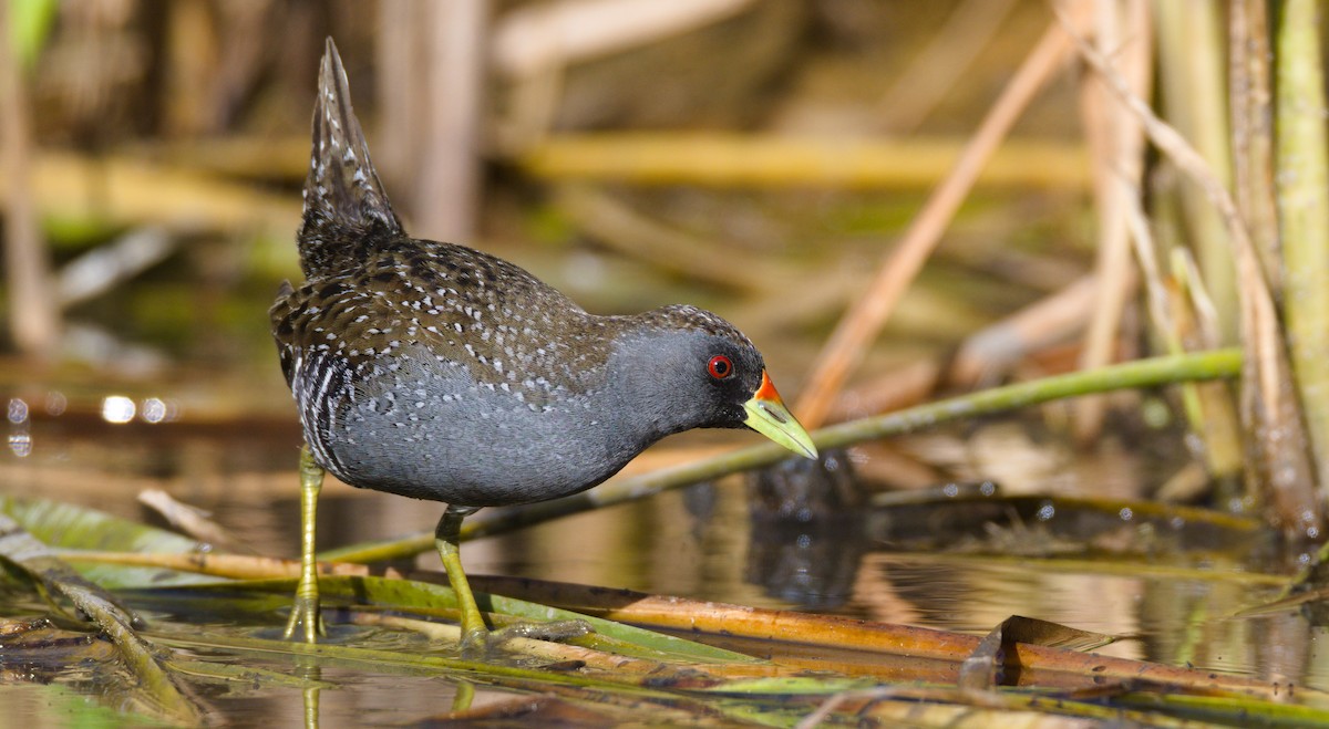 Australian Crake - Nik Mulconray