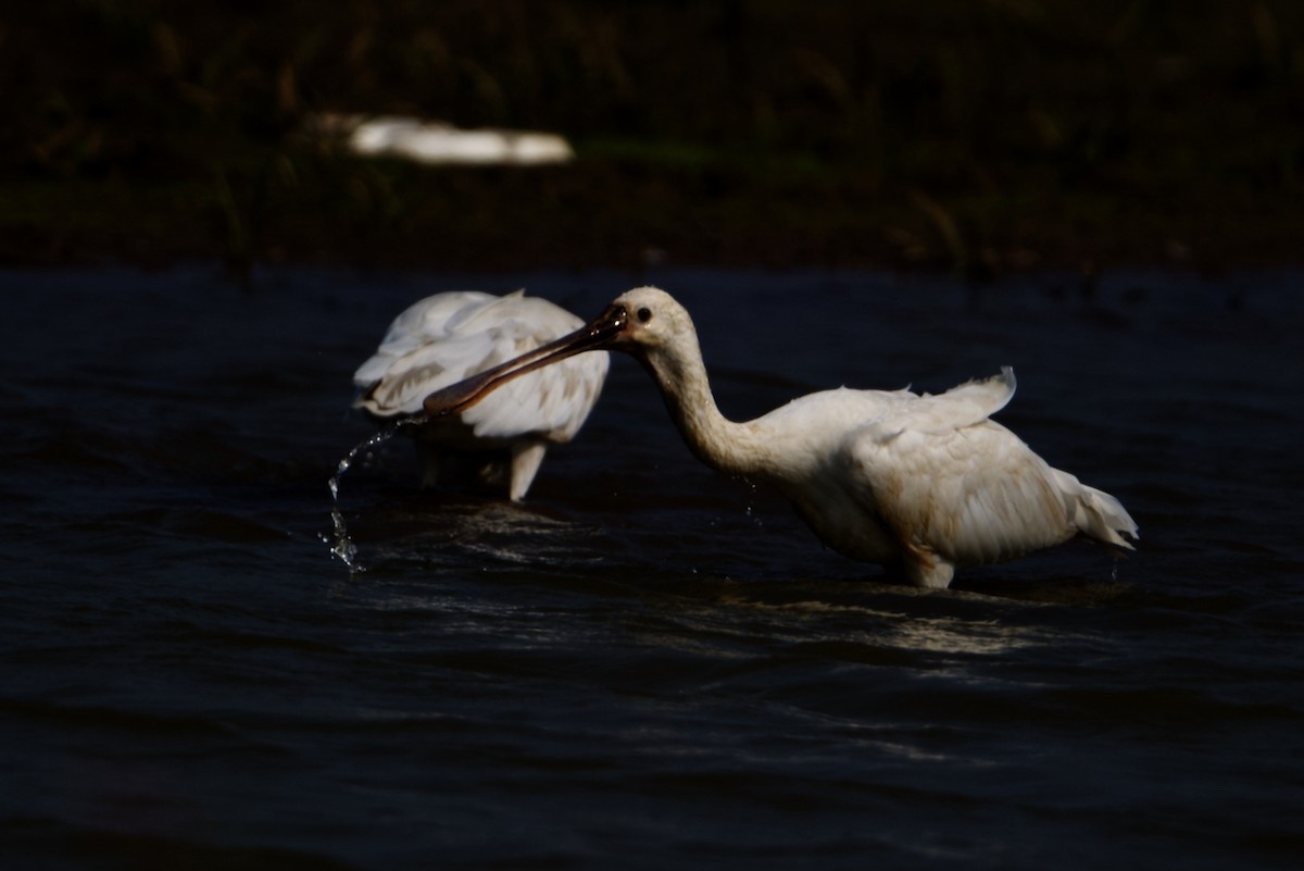 Eurasian Spoonbill - ML297309881