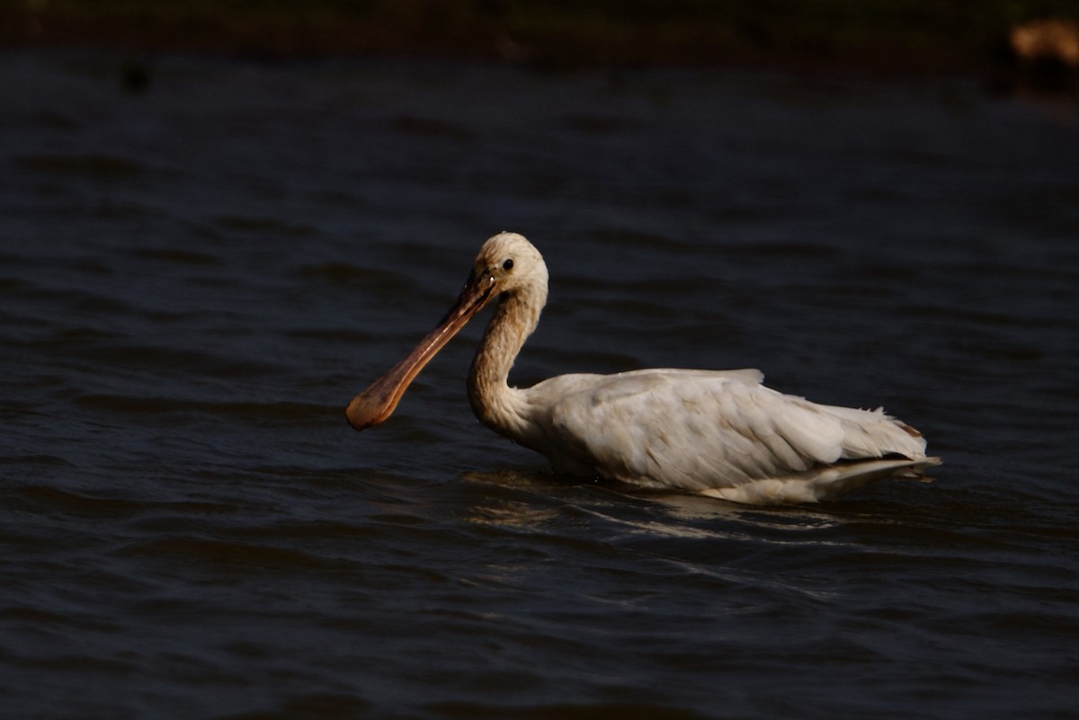 Eurasian Spoonbill - ML297309911