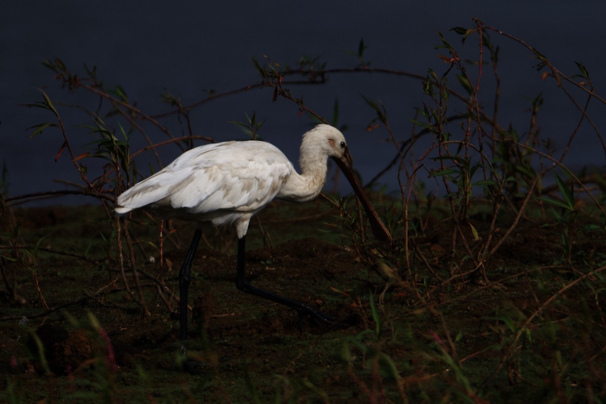 Eurasian Spoonbill - ML297309941