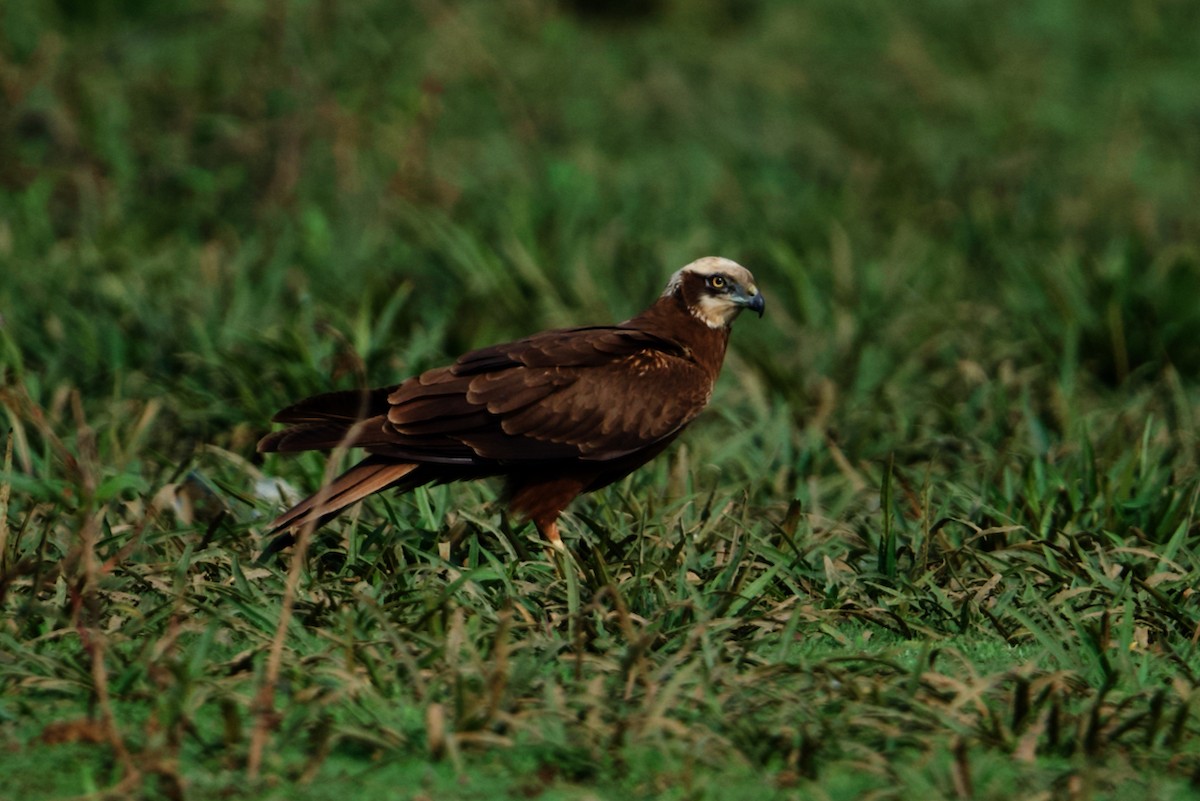 Western Marsh Harrier - ML297310121