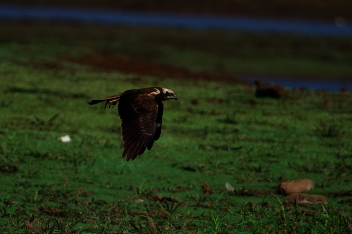 Western Marsh Harrier - ML297310131