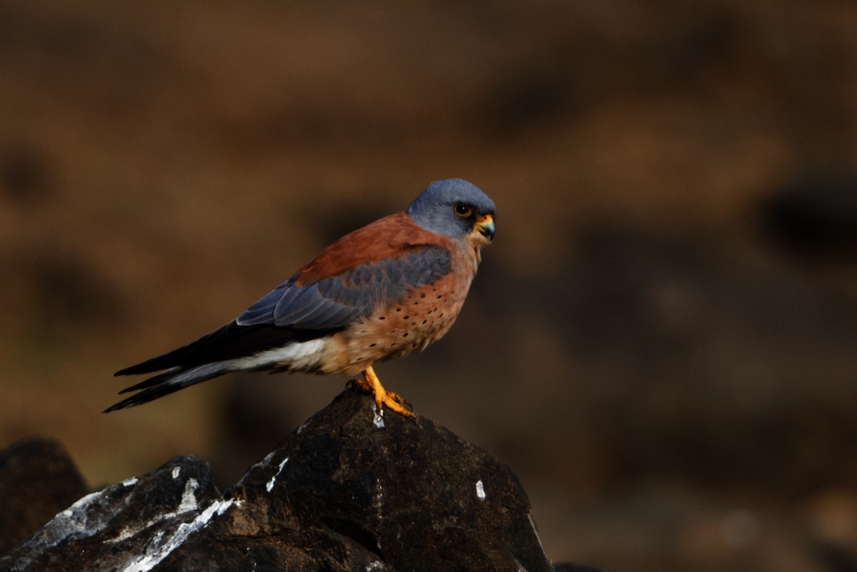 Lesser Kestrel - ML297310331