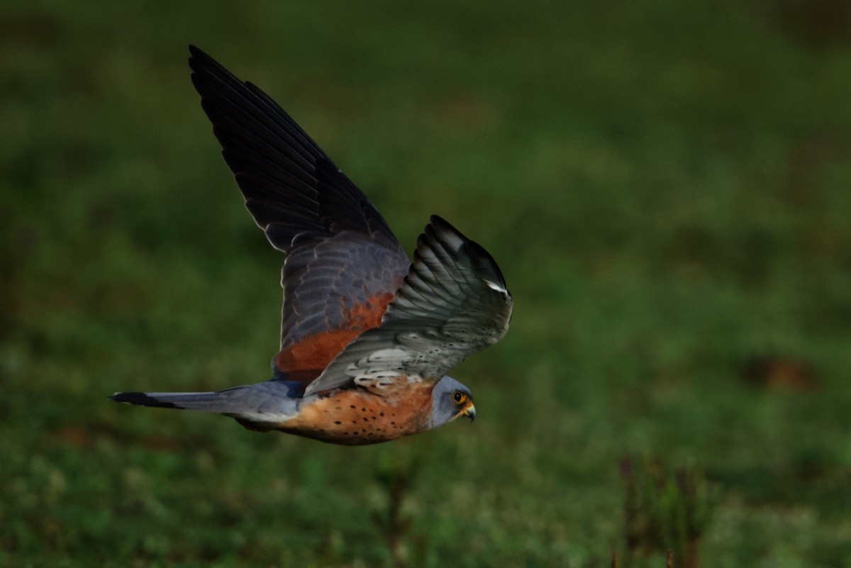 Lesser Kestrel - ML297310381