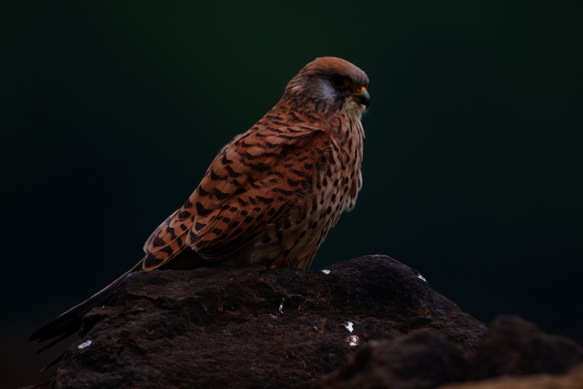 Eurasian Kestrel - ML297310451