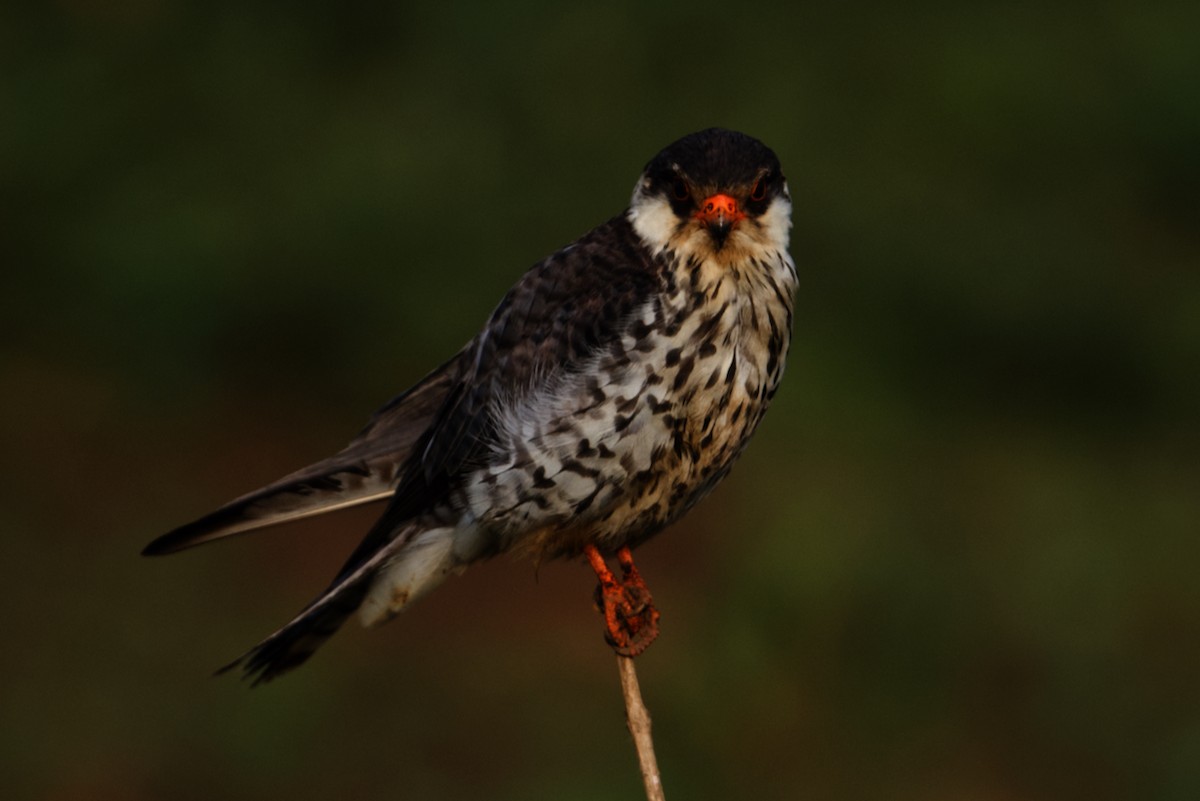 Amur Falcon - ML297310561