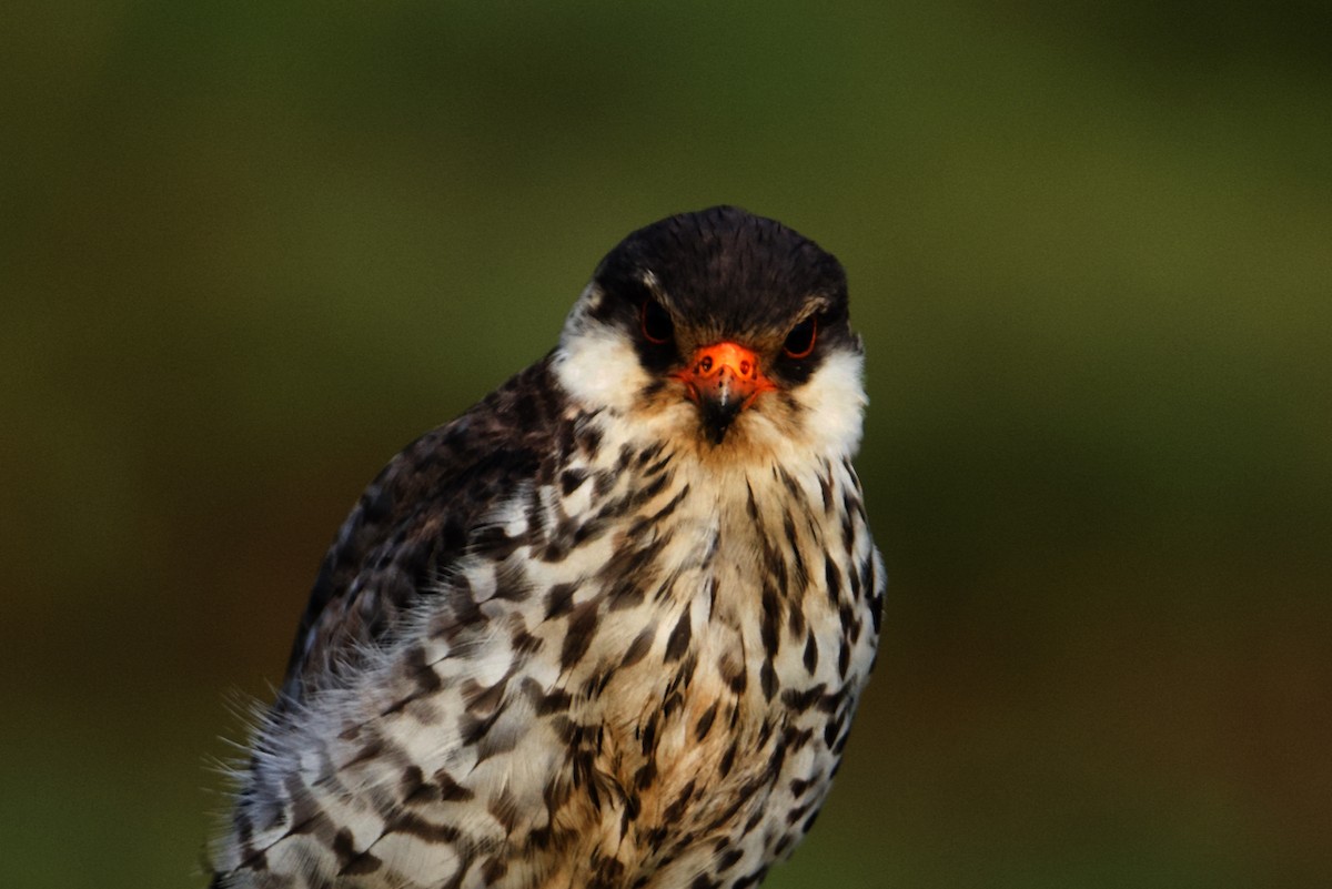 Amur Falcon - ML297310811