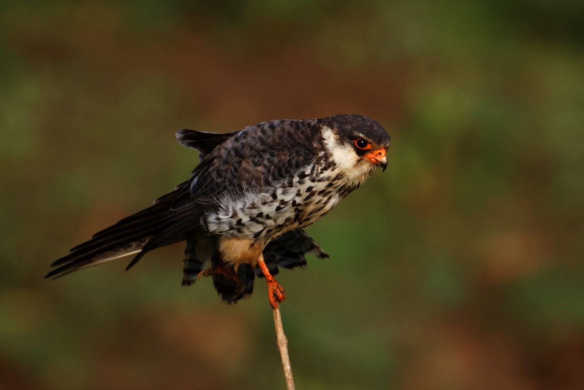 Amur Falcon - ML297310821
