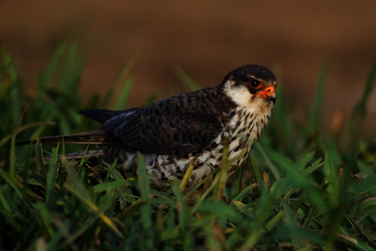 Amur Falcon - ML297310831