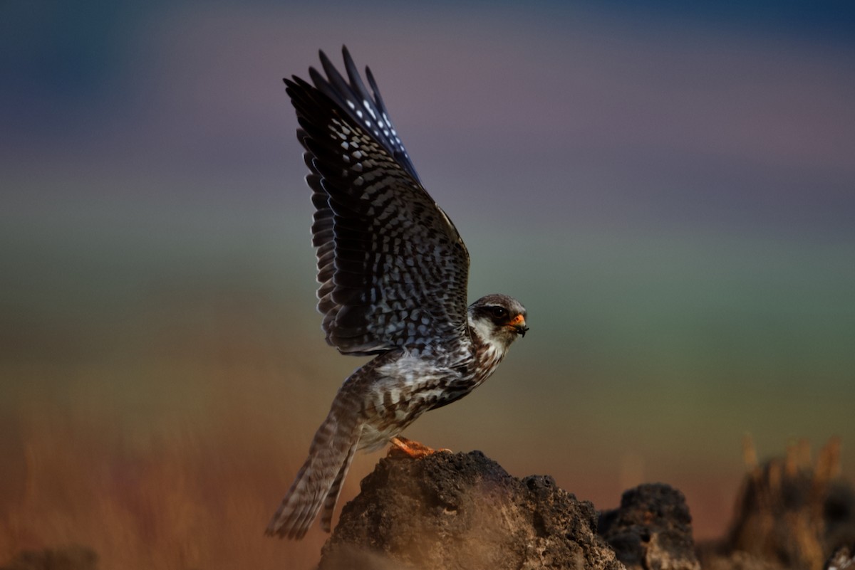 Amur Falcon - ML297310861