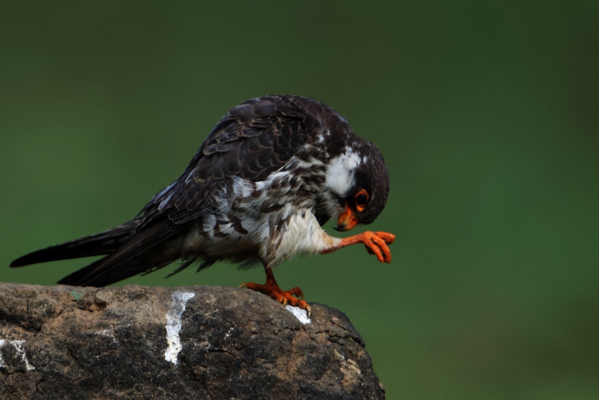 Amur Falcon - ML297310911