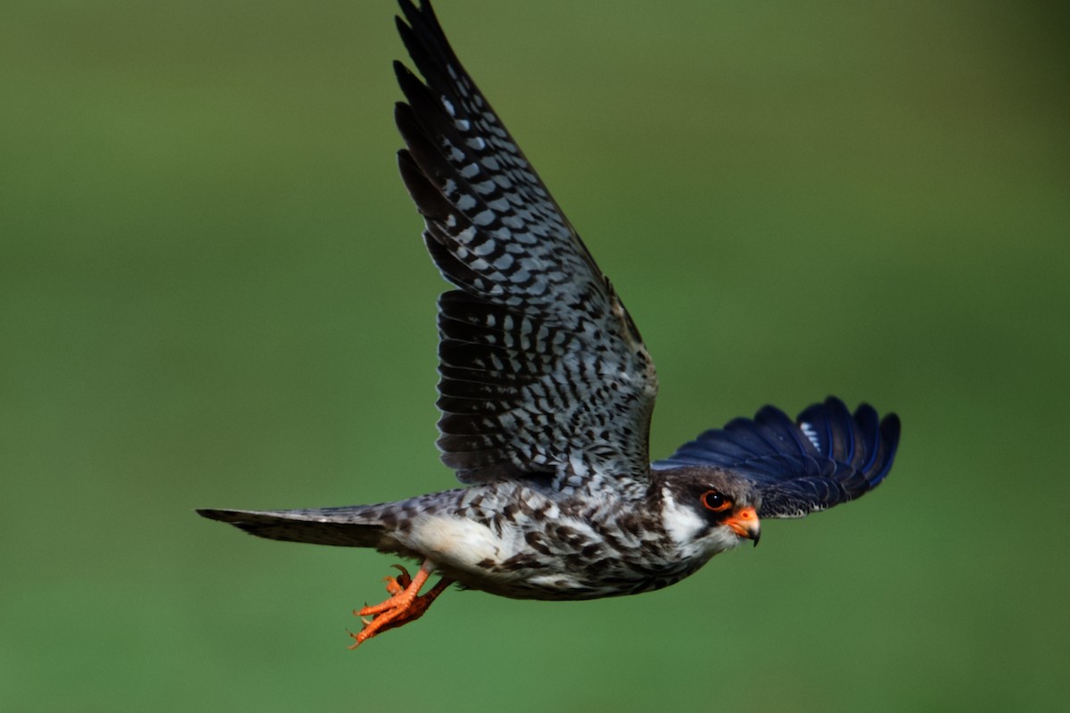 Amur Falcon - ML297310921