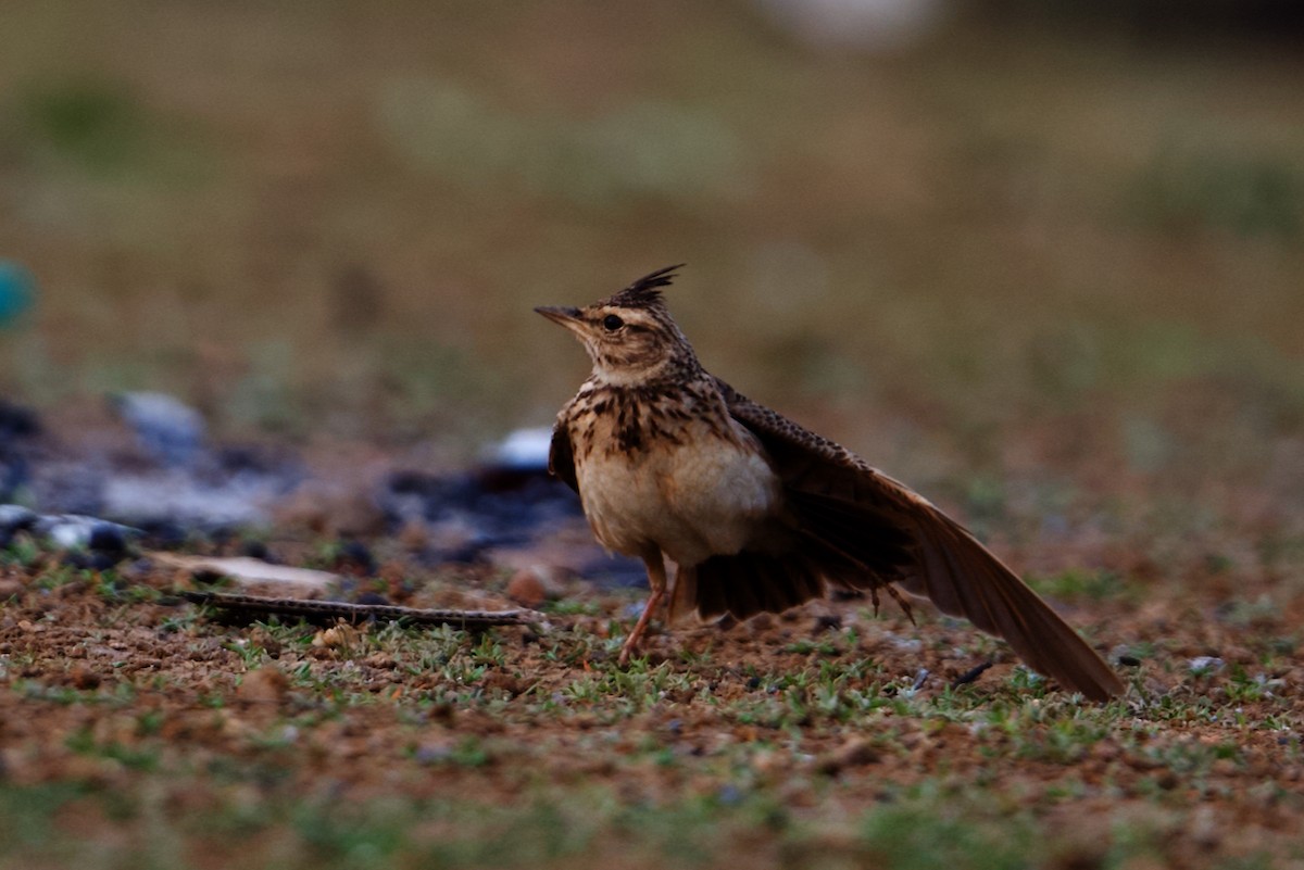 Malabar Lark - ML297310961