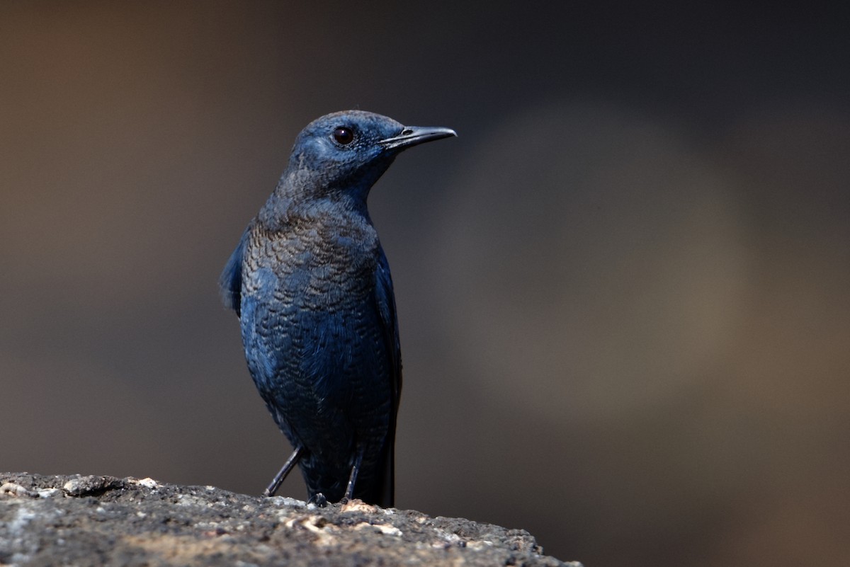 Blue Rock-Thrush - ML297310991