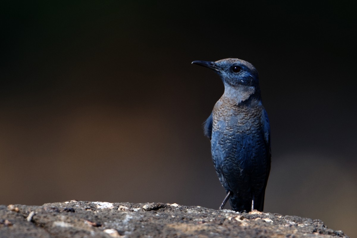 Blue Rock-Thrush - ML297311001