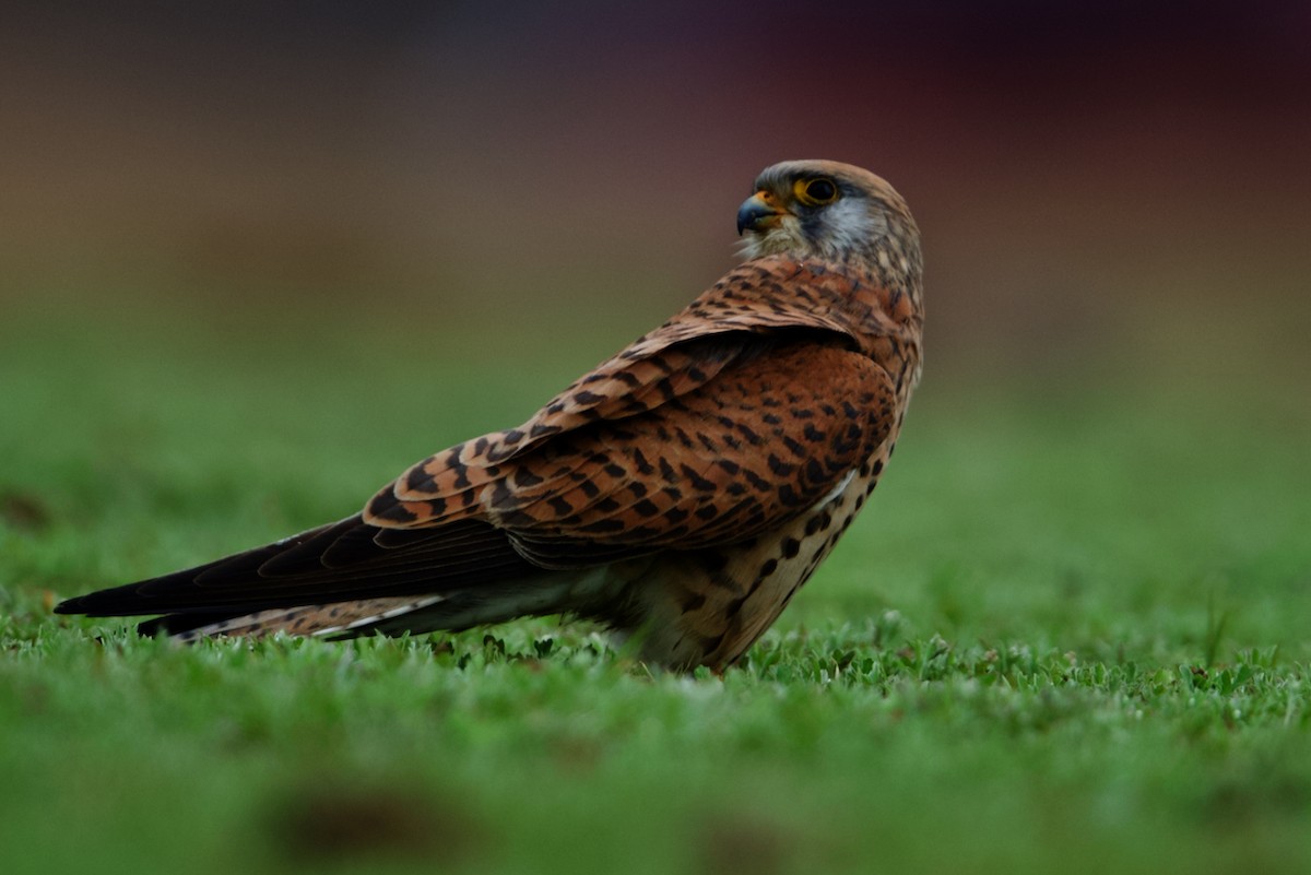 Eurasian Kestrel - ML297311181