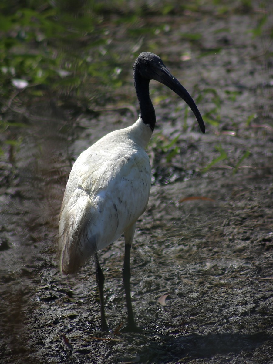 ibis černohlavý - ML297311841