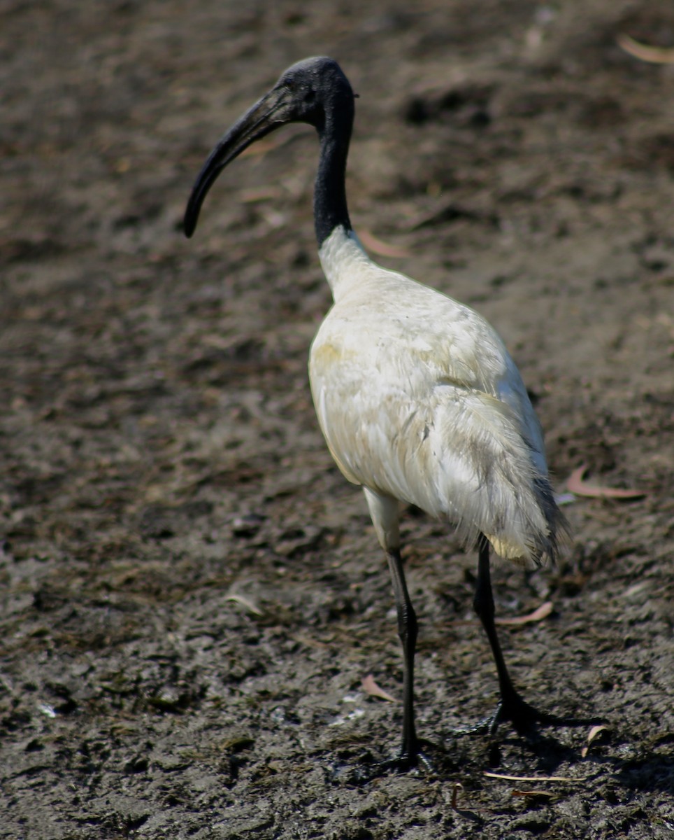 ibis černohlavý - ML297311861