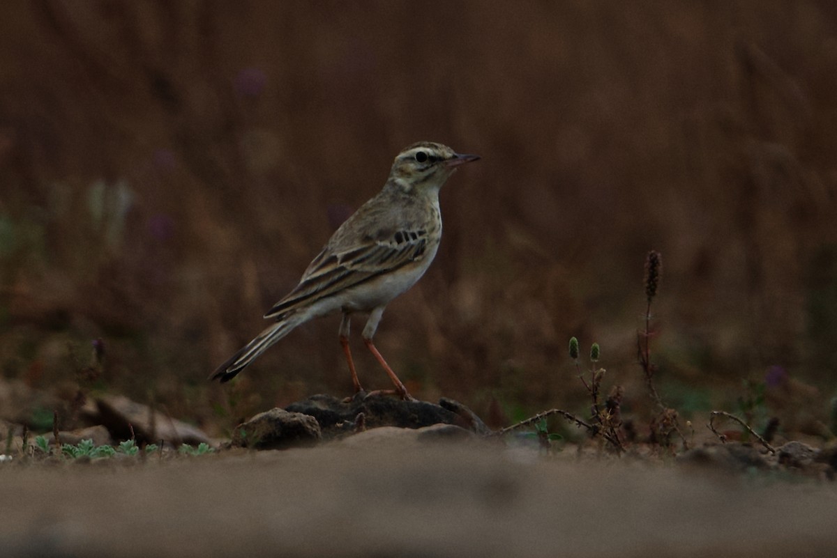 Tawny Pipit - ML297312491