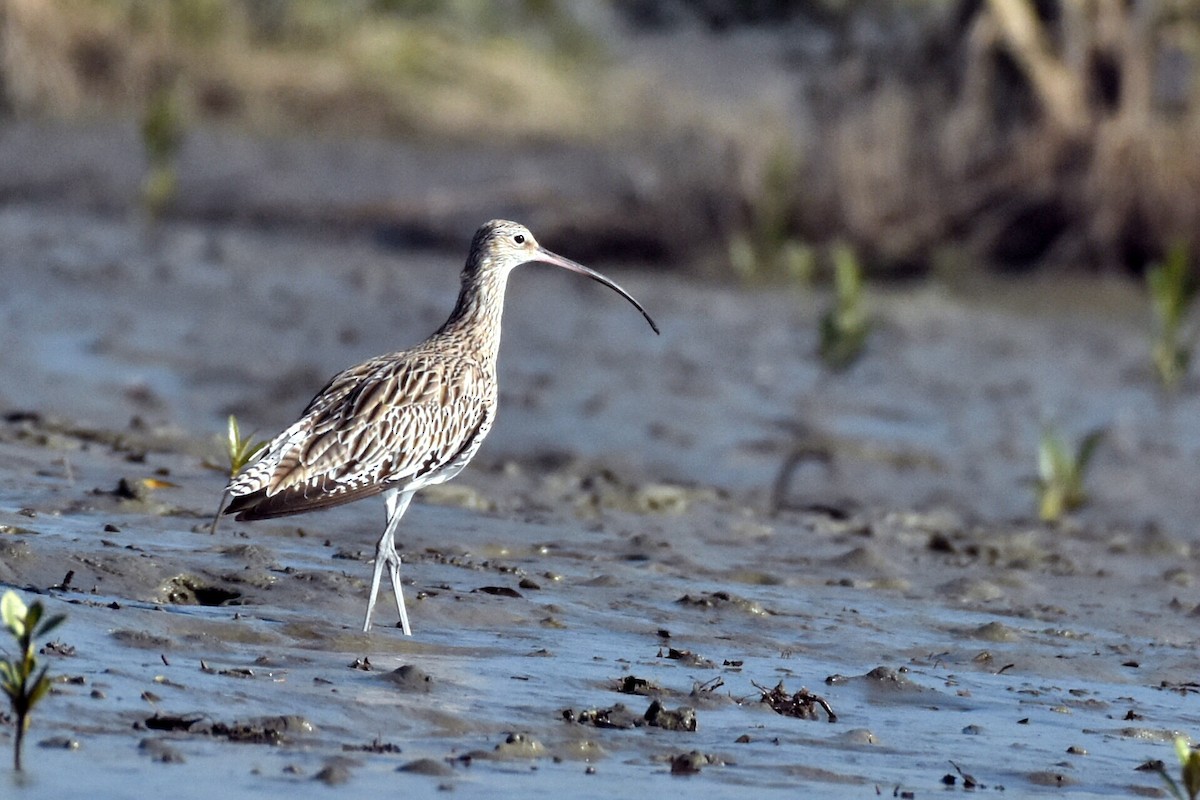 Eurasian Curlew - ML297313951