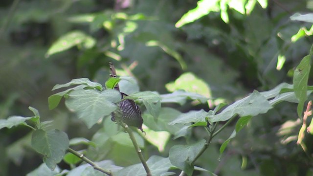 Prinia rayée - ML297314531