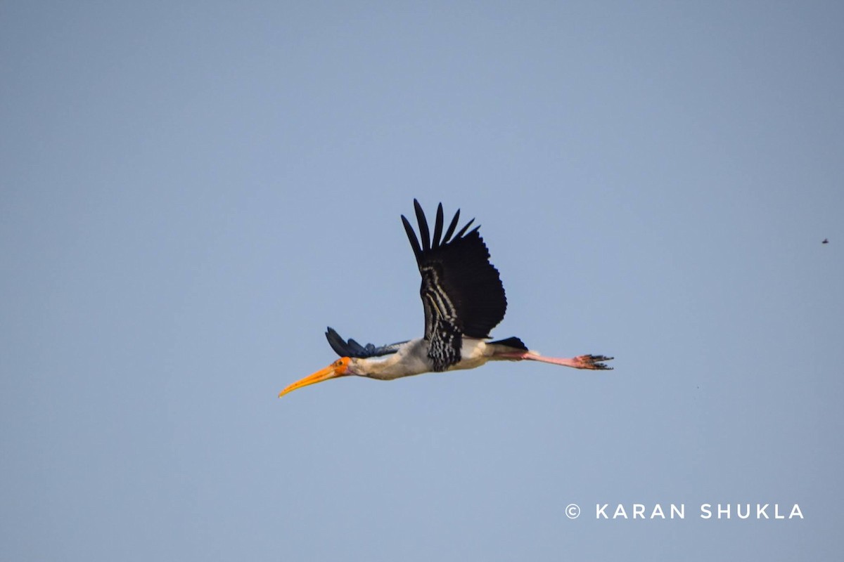 Painted Stork - ML297314821