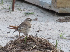 Rufous-tailed Scrub-Robin (African) - ML297316571