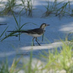 White Wagtail - ML297316641