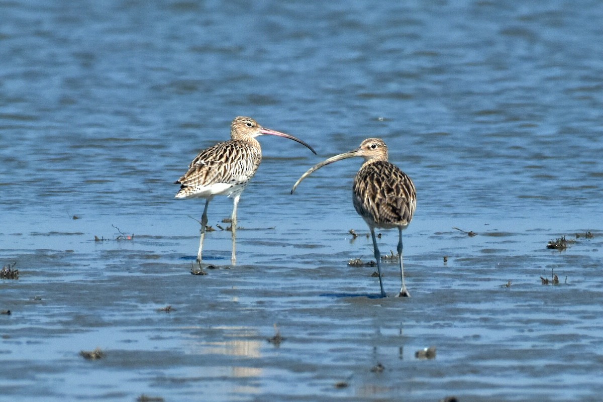 Eurasian Curlew - ML297317061