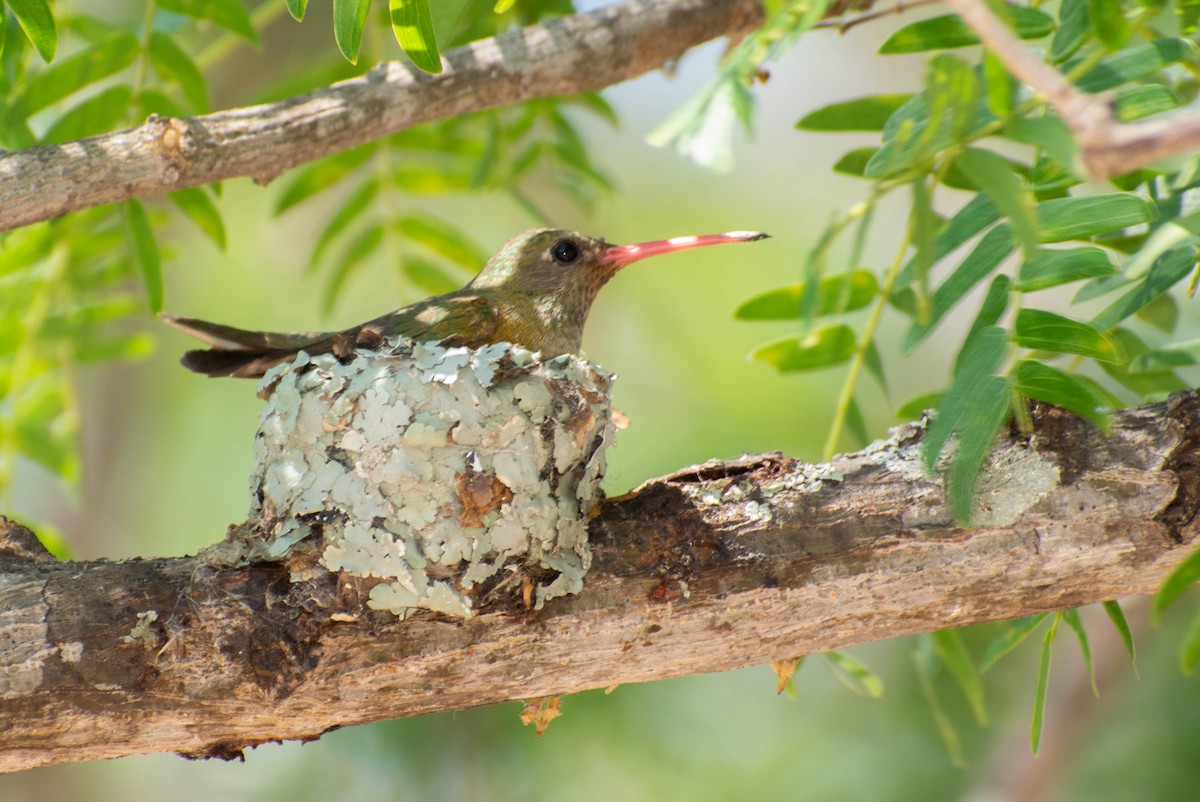 gyllenkolibri - ML297317561