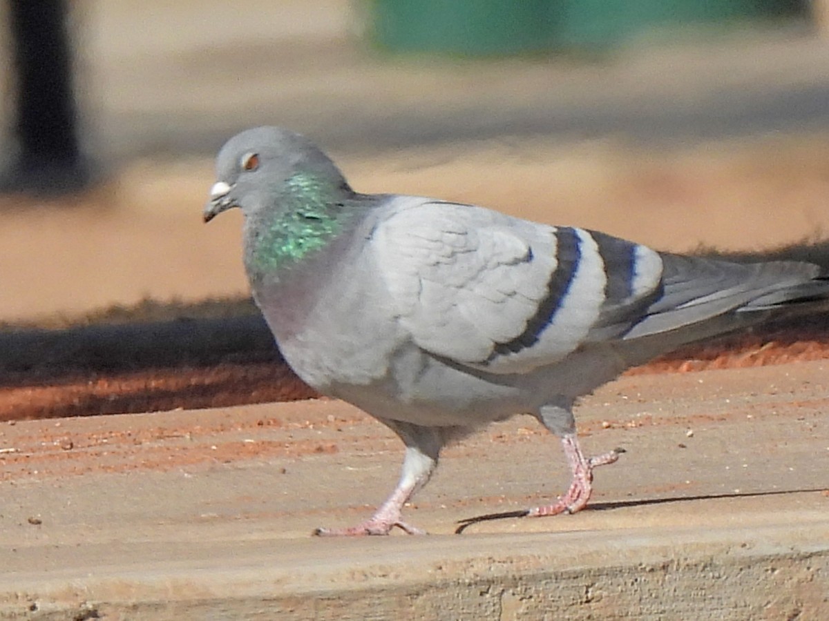Rock Pigeon (Feral Pigeon) - ML297320281