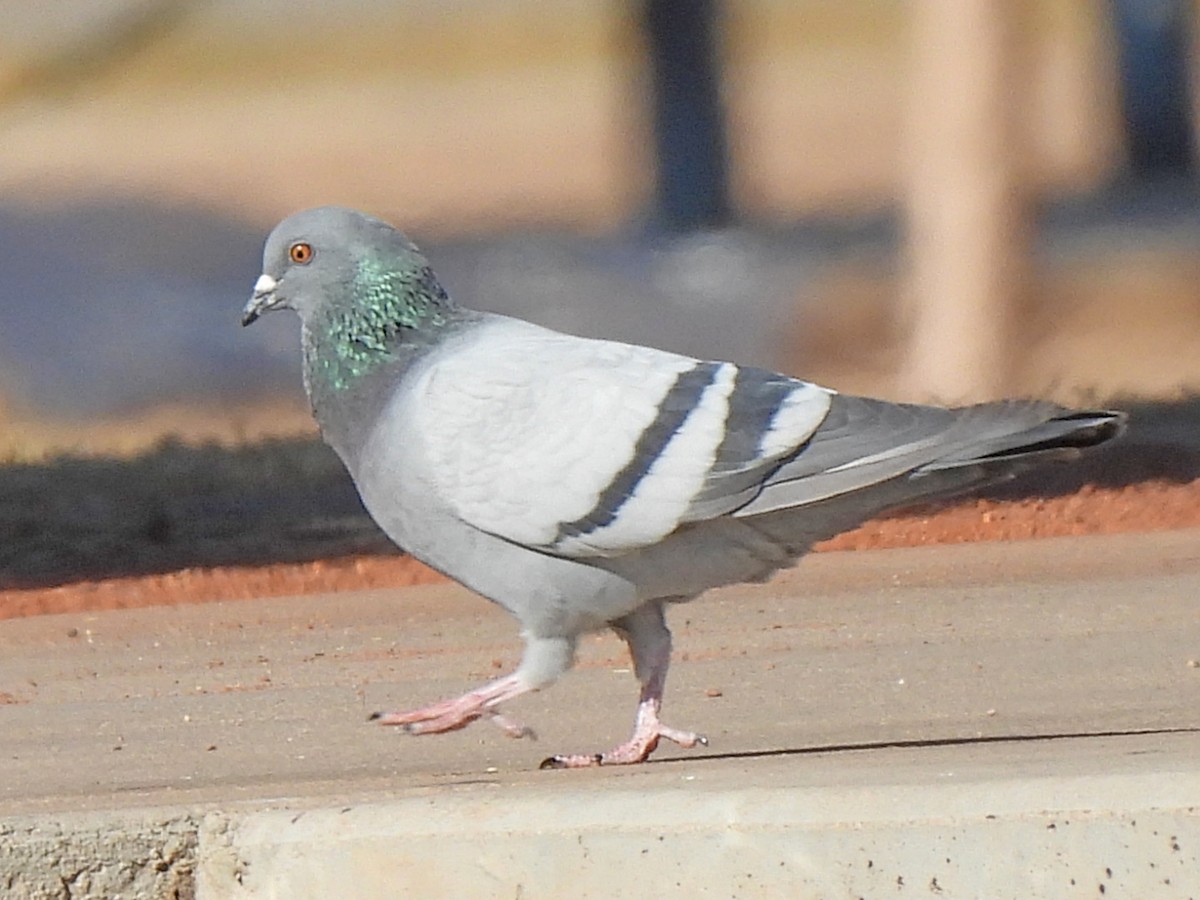 Rock Pigeon (Feral Pigeon) - ML297320351