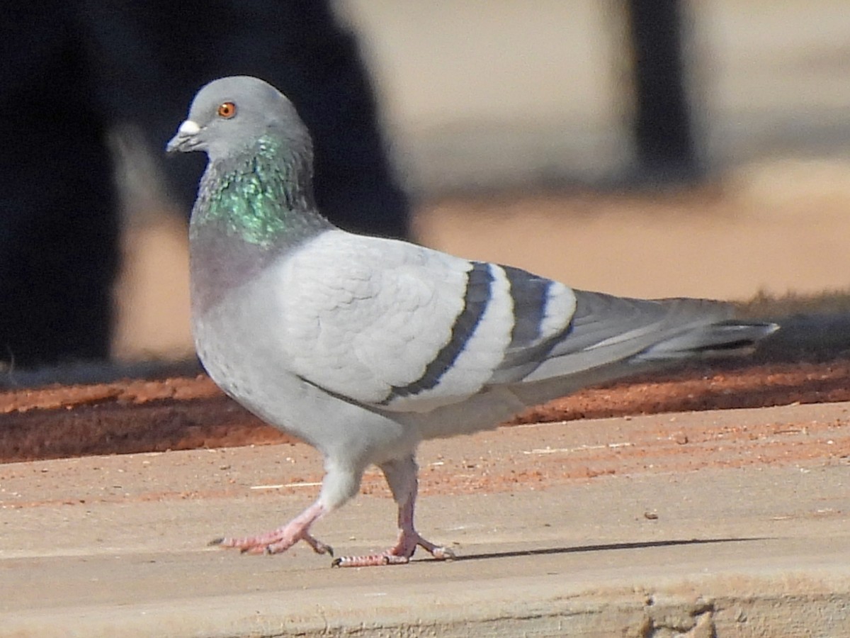 Rock Pigeon (Feral Pigeon) - ML297320361