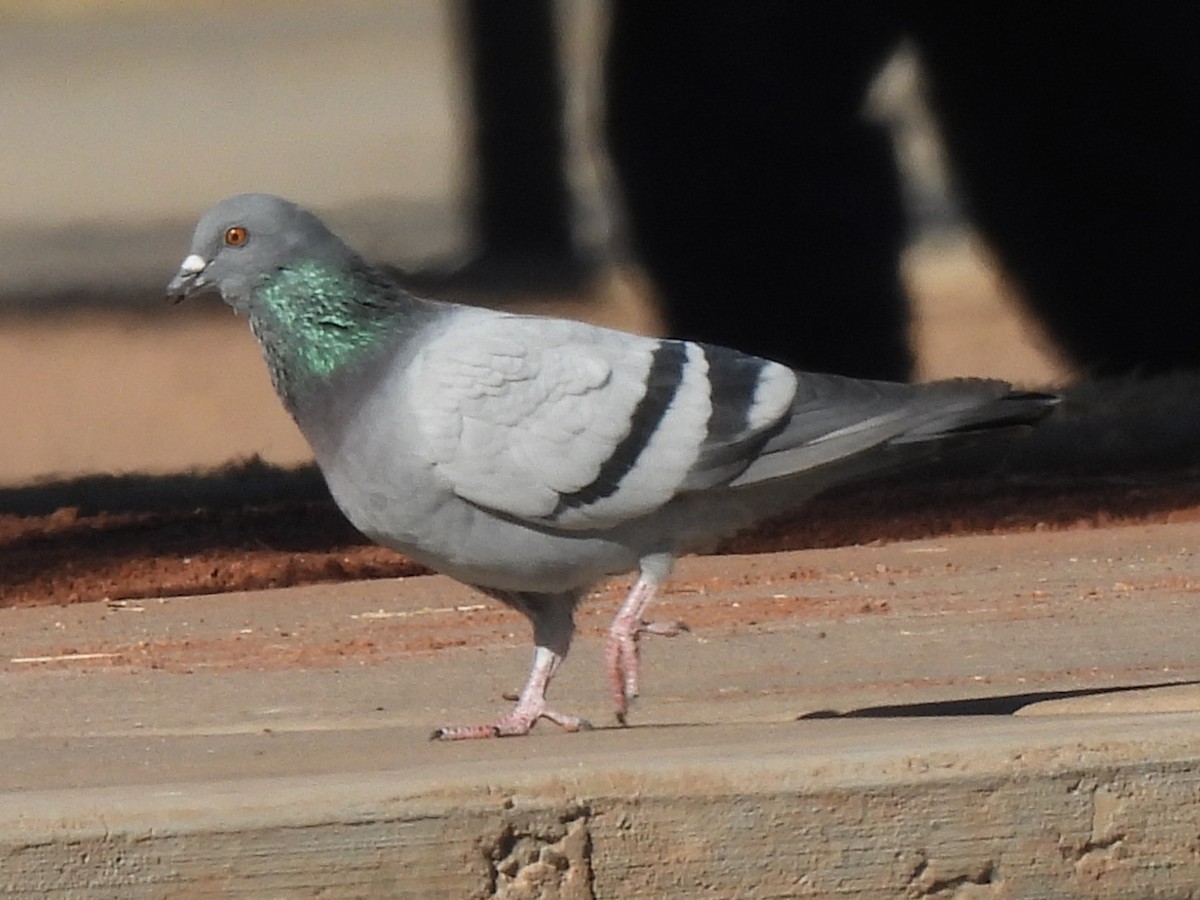 Pigeon biset (forme domestique) - ML297320371